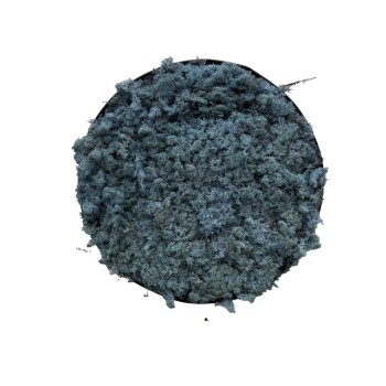 Framed Circular Moss Wall