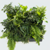 Vertical Garden Systems - Outdoor Ferns with mature plants