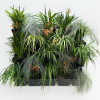Vertical Garden Wall Systems - Outdoor Natives with mature plants