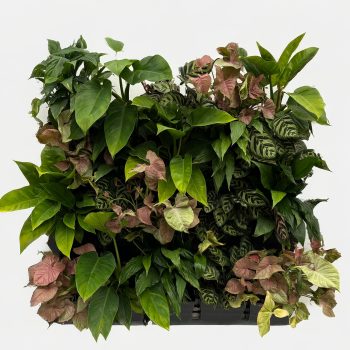 Indoor Vertical Garden Systems with mature plants