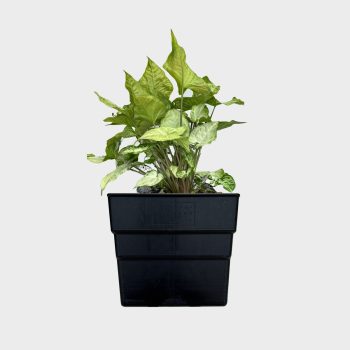Singular Vertical Garden Pot with Plant
